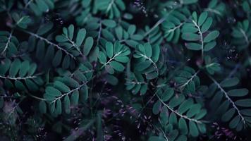 Nature Background. Green Grass Leaf with Tiny Flower in Spring Season. Tropical Foliage, Top View photo