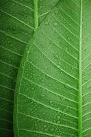 Nature Concept. Closeup of Green Leaf with many Droplet. Freshness by Water Drops. Environmental Care and Sustainable Resources. Natural Green Texture Background photo