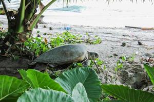 a turtle that is walking towards the open sea after laying eggs on the beach photo