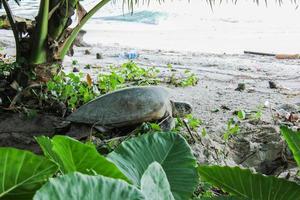 una tortuga que camina hacia el mar abierto después de poner huevos en la playa foto