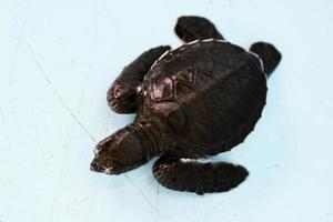 tortugas bebés que caminan en cautiverio para ser criadas y liberadas en el océano foto
