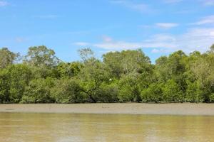 el estuario del río que retrocede hace visible la tierra entre los árboles foto