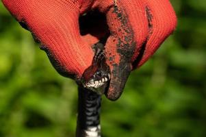 serpiente en manos humanas, natrix es un género de serpientes no venenosas de la familia de las serpientes. foto