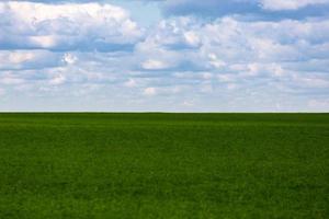 flat green soybean field with cloudy sky and focus on background with optically blurred foreground photo