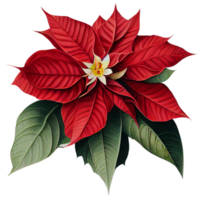 Free flor de pascua roja grande con hojas verdes 12640095 PNG with  Transparent Background