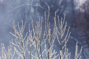 thin long willow branches under frost telephoto with selective focus and bokeh photo