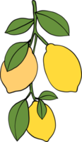 doodle uit de vrije hand schets tekening van citroen fruit. png