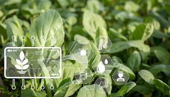 agricultor de tecnología agrícola que tiene tableta digital o tecnología de tableta para investigar sobre datos de análisis de problemas agrícolas e icono visual. granjero agrícola inteligente que usa internet de las cosas foto