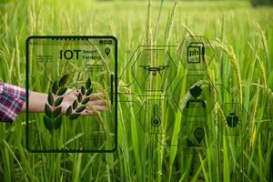 agricultor de tecnología agrícola que tiene tableta digital o tecnología de tableta para investigar sobre datos de análisis de problemas agrícolas e icono visual. granjero agrícola inteligente que usa internet de las cosas foto