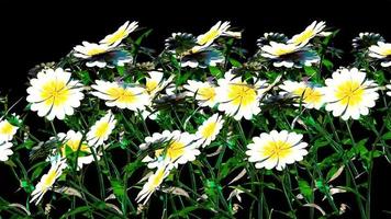 White Flower Botanical 3D Rendering photo