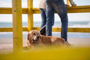 pareja joven con un perro en la playa foto