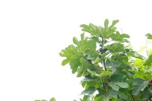 fig branches isolated photo