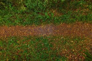 top-down closeup wide angle view on wet autumn forest pathway with yellow leaves photo