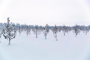 jardín de manzanas de invierno estilo inexpresivo con enfoque selectivo foto