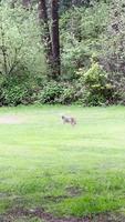 Coyote stands in a field near forest line video