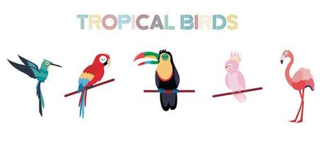 conjunto de aves tropicales que incluyen loro ara, cacatúa rosa, flamenco, tucán, colibrí. colección de aves exóticas sobre fondo blanco. ilustración vectorial plana. vector