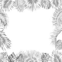 Vector tropical jungle frame with silver palm trees and leaves on white background