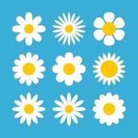 Daisy chamomile vector flower shape illustration icon. Camomile flower cartoon design