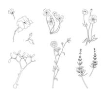 colección de líneas vectoriales de flores silvestres y hierbas de verano, amapolas, achicoria, oxalis, escaramujos, cola de caballo, muérdago, aislado en fondo blanco. vector