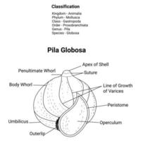 Pila Golbosa Outline Design Vector