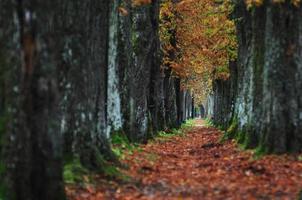 long alley at fall autumn sesson photo
