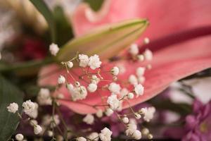 close up colorful flowers photo