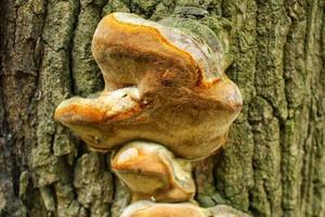 Close-up of wild fungus mushrooms growing on tree trunk in forest. Alternative medicine pharmacy therapy. Variety of plants in the botanical garden. Environment conservation and resources of nature photo