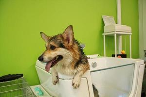 Corgi welsh pembroke with wet fur standing in a bathroom after bathing and washing in grooming salon. Professional hygiene, welness, spa procedures of animals concept. Domestic pet care idea. Close up