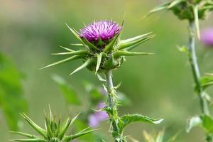 Milk thistle grows in a forest clearing. photo