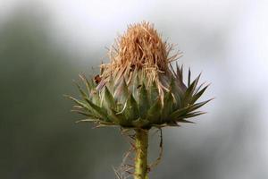 Milk thistle grows in a forest clearing. photo