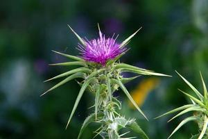 Milk thistle grows in a forest clearing. photo