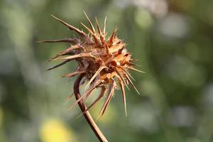 Milk thistle grows in a forest clearing. photo