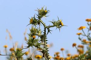 Milk thistle grows in a forest clearing. photo