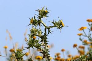 el cardo mariano crece en un claro del bosque. foto