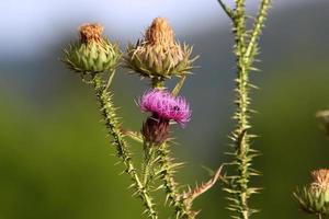 Milk thistle grows in a forest clearing. photo