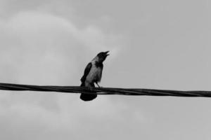 Birds sit on wires carrying electricity. photo