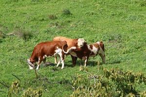 A herd of cows graze in a forest clearing in northern Israel. photo