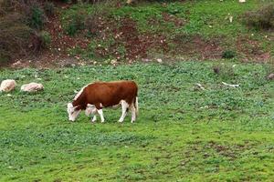 A herd of cows graze in a forest clearing in northern Israel. photo