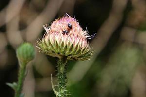 Milk thistle grows in a forest clearing. photo