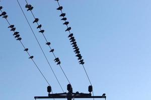 Birds sit on wires carrying electricity. photo
