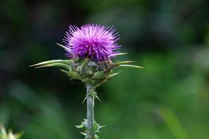 Milk thistle grows in a forest clearing. photo