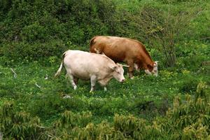 A herd of cows graze in a forest clearing in northern Israel. photo