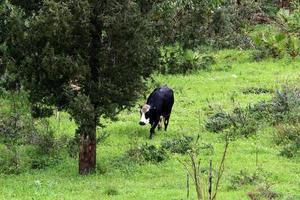 A herd of cows graze in a forest clearing in northern Israel. photo