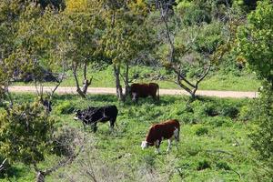 un rebaño de vacas pasta en un claro del bosque en el norte de israel. foto