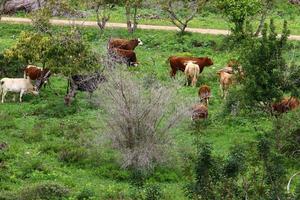 A herd of cows graze in a forest clearing in northern Israel. photo