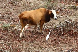 A herd of cows graze in a forest clearing in northern Israel. photo