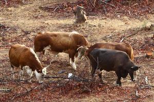 un rebaño de vacas pasta en un claro del bosque en el norte de israel. foto