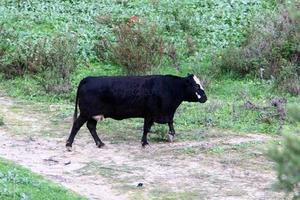 un rebaño de vacas pasta en un claro del bosque en el norte de israel. foto