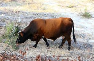 A herd of cows graze in a forest clearing in northern Israel. photo