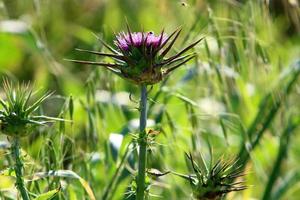 Milk thistle grows in a forest clearing. photo